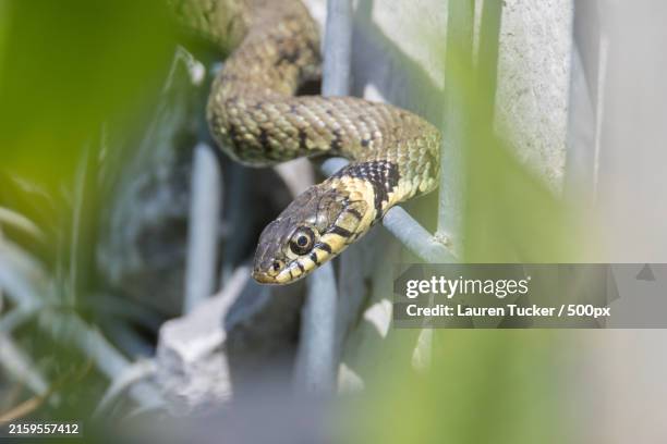 close-up of grass snake on plant - grass snake stock pictures, royalty-free photos & images