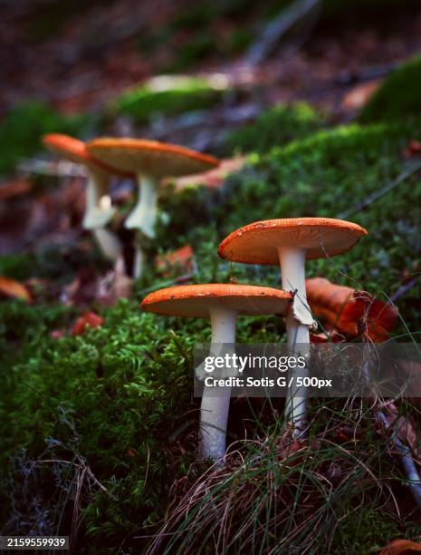 close-up of mushrooms growing on field,xanthi,greece - xanthi stock pictures, royalty-free photos & images