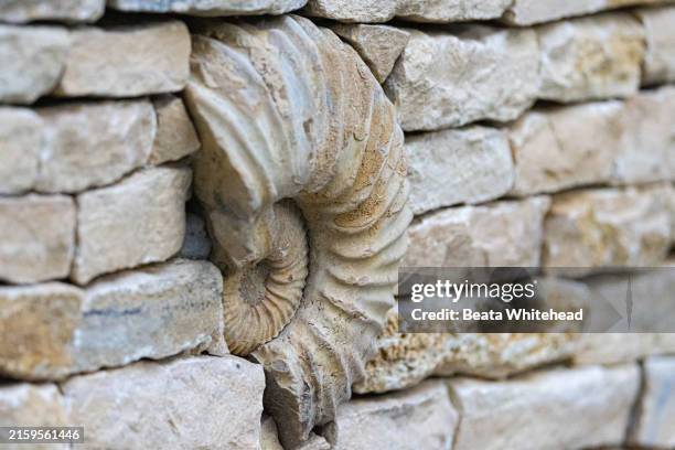 fossil ammonite embedded in stone wall - sandstone slab stock pictures, royalty-free photos & images