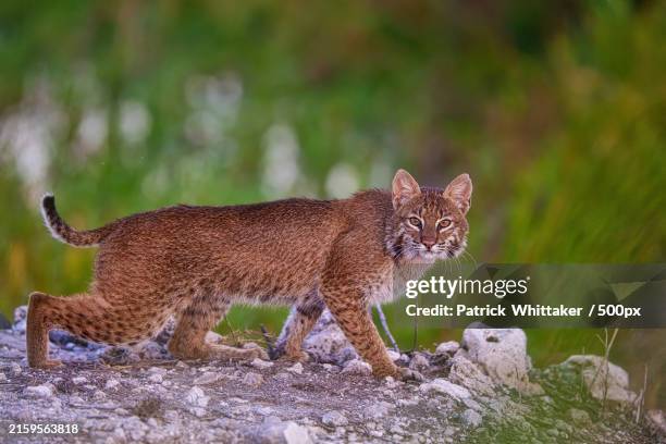 portrait of a cat,florida,united states,usa - rotluchs stock-fotos und bilder