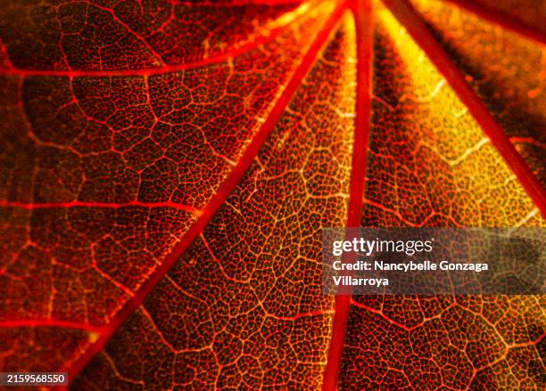 close up of a single red maple leaf - leaf vein stock pictures, royalty-free photos & images