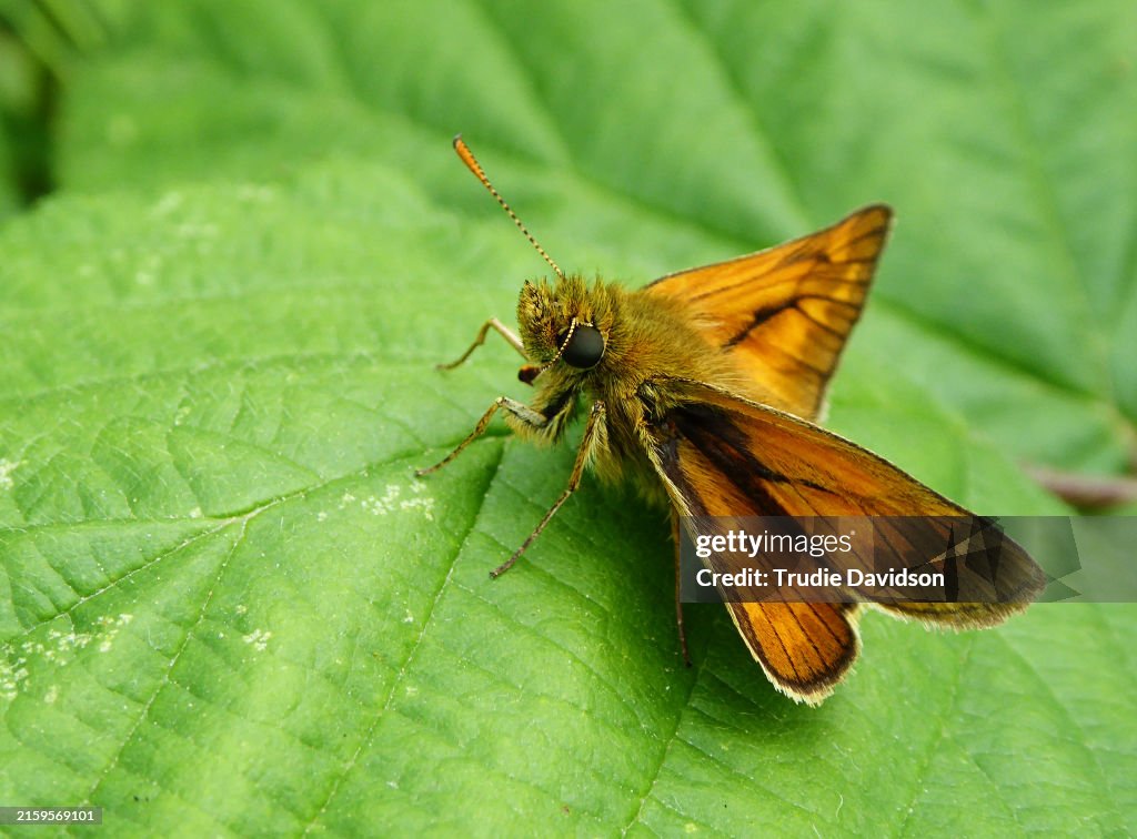 Skipper Butterfly