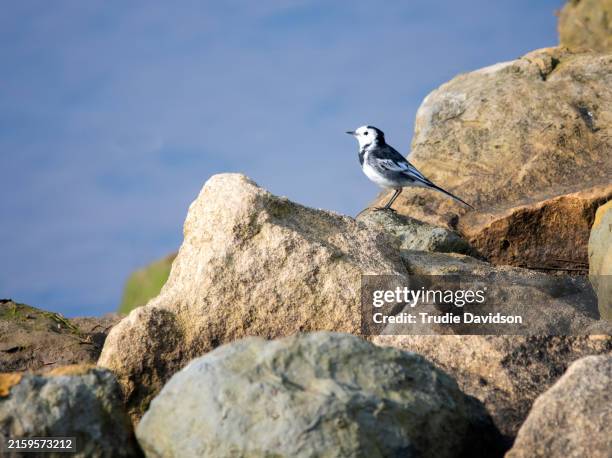 pied wagtail on rocks - wagtail stock pictures, royalty-free photos & images