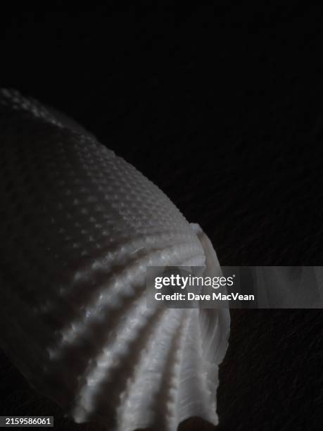 Winged Shell 165 Angel Wing Shell Stock Photos, High-Res Pictures, and Images ...