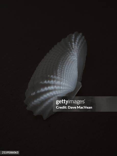 Floating Shell Wing 165 Angel Wing Shell Stock Photos, High-Res Pictures, and Images ...