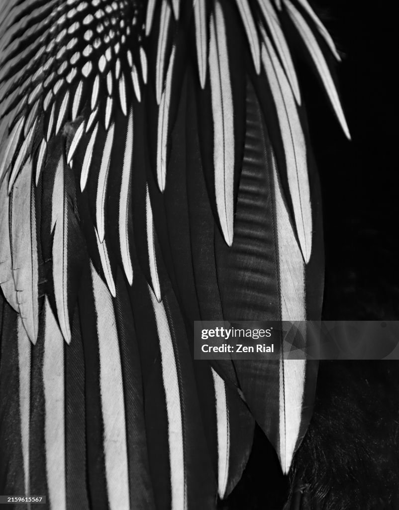 Anhinga's wing feathers in black and white, full frame