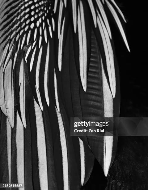 anhinga's wing feathers in black and white, full frame - black feather stock pictures, royalty-free photos & images
