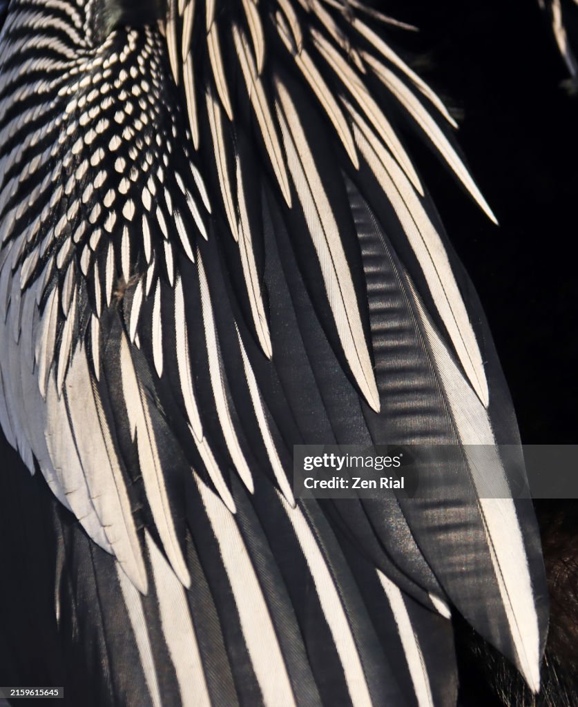 Anhinga's wing feathers in black and white, full frame