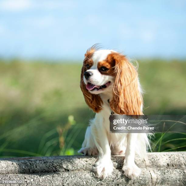 dog on wall - cavalier king charles spaniel stock pictures, royalty-free photos & images