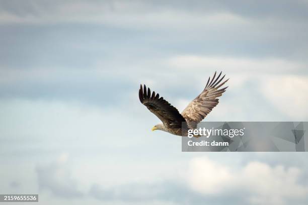white tailed eagle in wild nature - hawk bird stock pictures, royalty-free photos & images