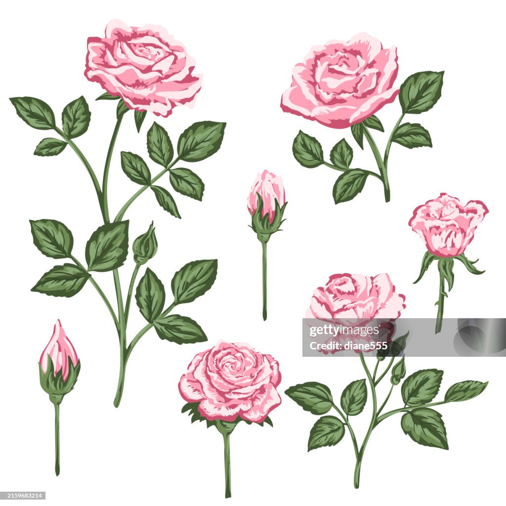 Small Roses Image Transparency Pink Roses On A Transparent Background High-Res Vector Graphic - Getty ...