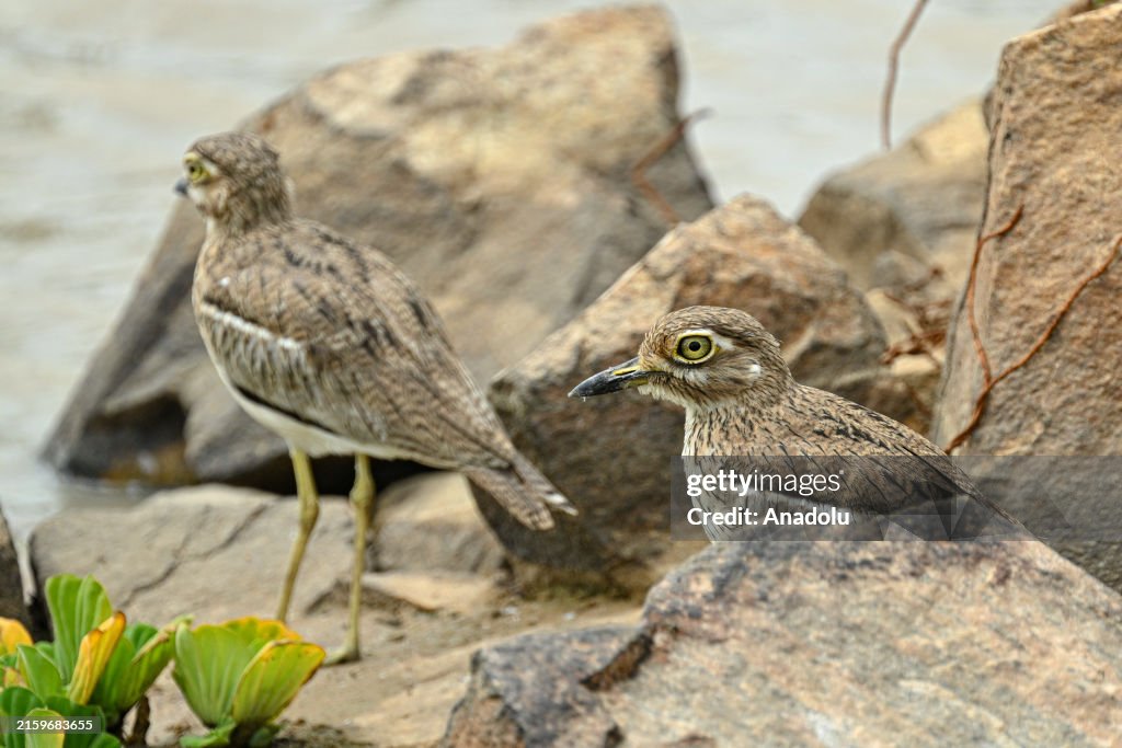 Wildlife in Tanzania