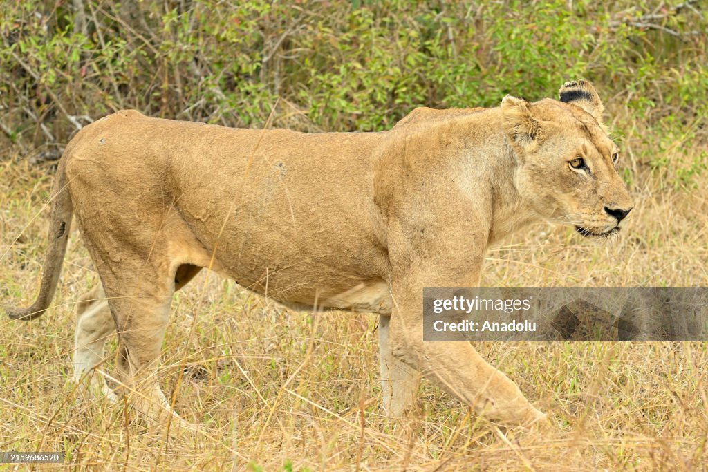 Wild life in Tanzania