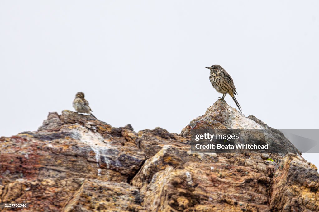 Sage Thrasher Perched on Rocky Summit