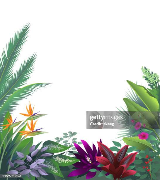 tropical border with reds - bird of paradise stock illustrations