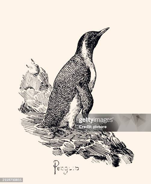 penguin (xxxl) - penguin drawing stock illustrations