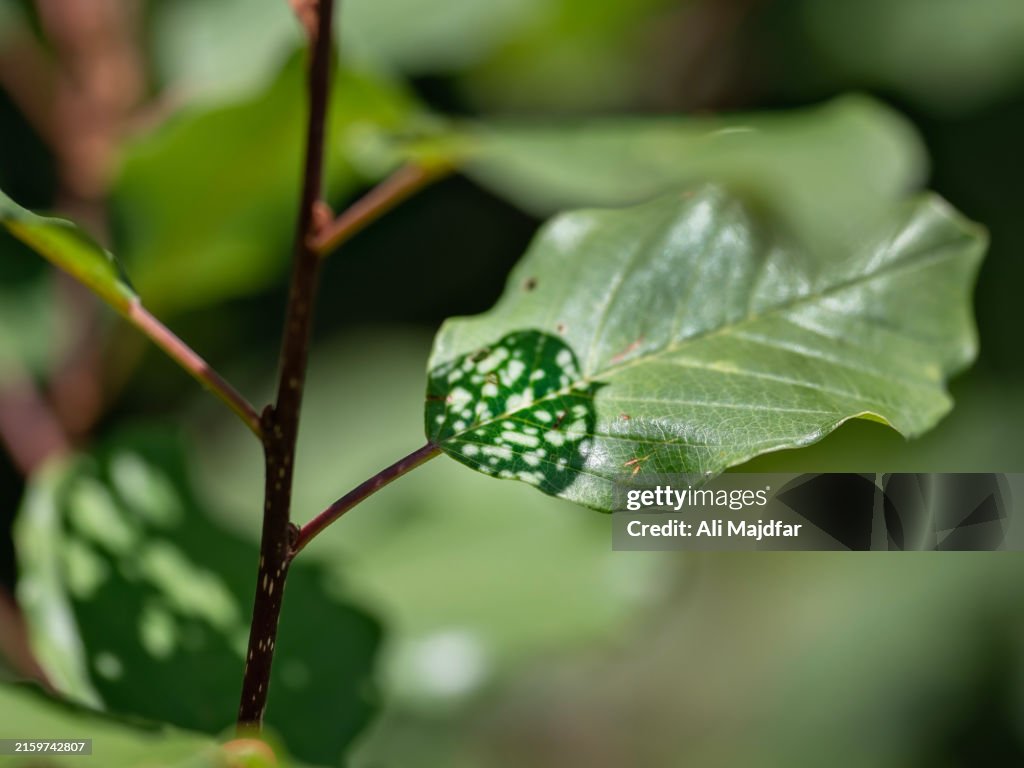 Defoliation Inflicted by Bean Leaf Beetle