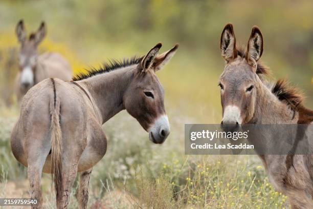 moreno valleys wild burros - donkey stock pictures, royalty-free photos & images