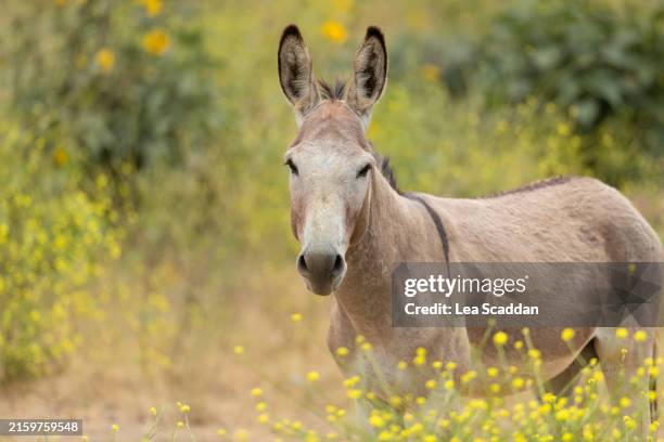 moreno valleys wild burro - burro selvagem imagens e fotografias de stock