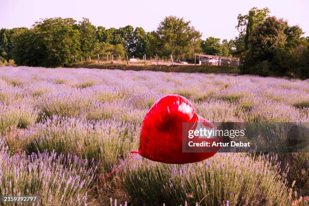 red heart balloon flying in the middle of a lavender field - helium balloon stock pictures, royalty-free photos & images