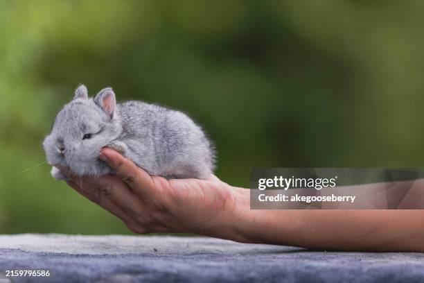 482 Dwarf Rabbit Isolated Stock Photos, High-Res Pictures, and Images ...