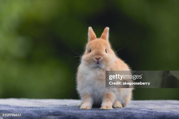 English Rabbit Cute 17,487 Cute Rabbits Stock Photos, High-Res Pictures, and Images - Getty ...