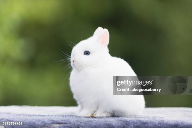 Asia Rabbits 6,423 Asian Bunny Stock Photos, High-Res Pictures, and Images - Getty ...