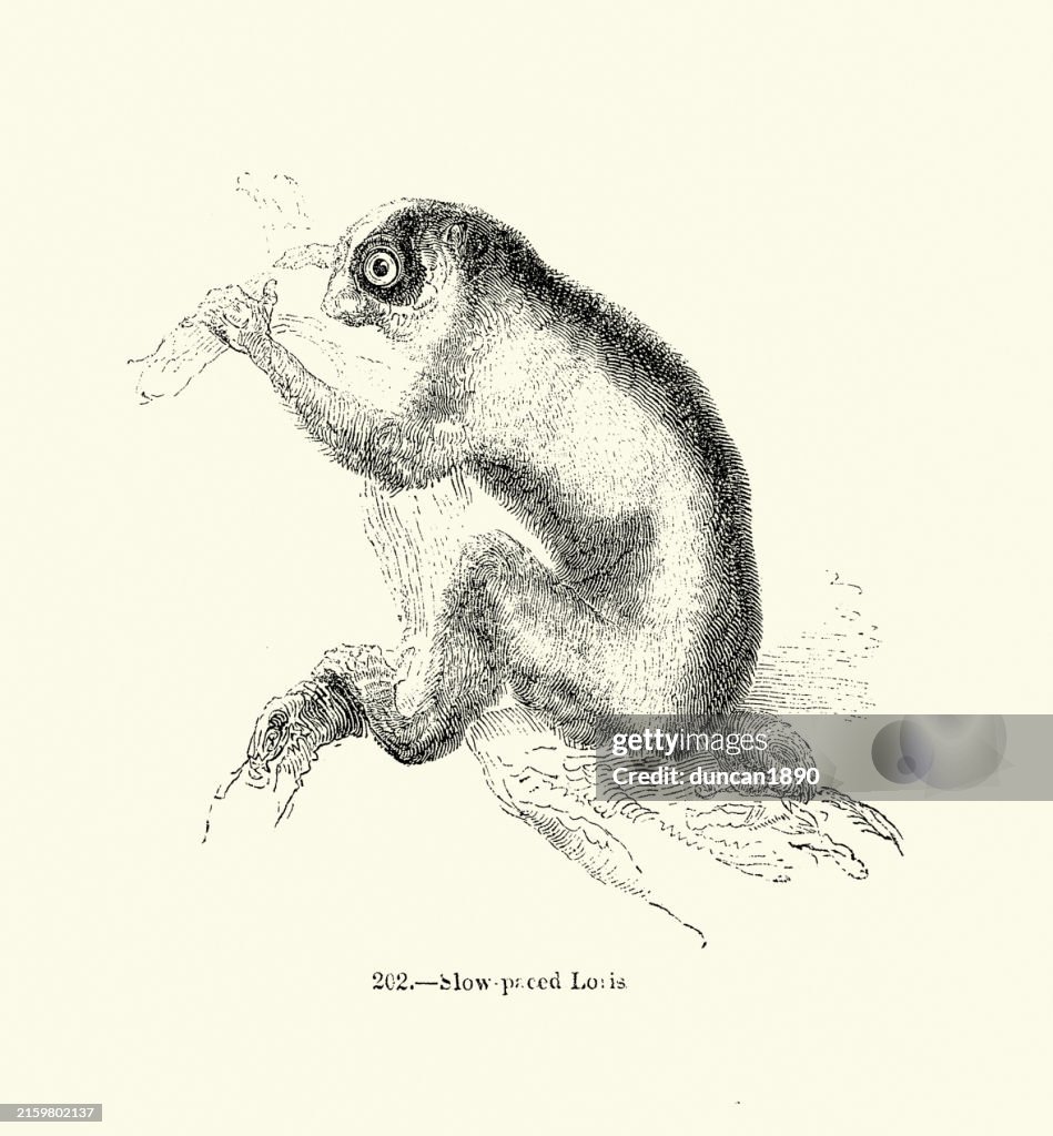 Vintage wildlife illustration, Slow paced loris, Primates, Monkey, 19th Century woodcut