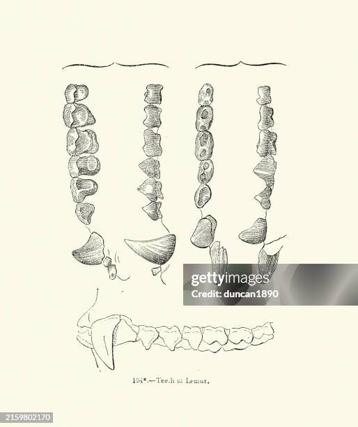 vintage wildlife illustration, teeth of a lemur, 19th century woodcut - fang stock illustrations