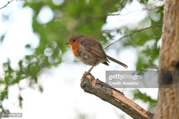 Robins In England 132,221 British Robin Stock Photos, High-Res Pictures, and Images ...