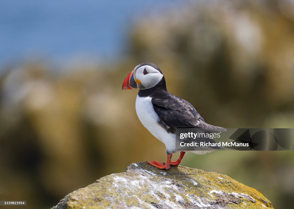 Atlantic puffin