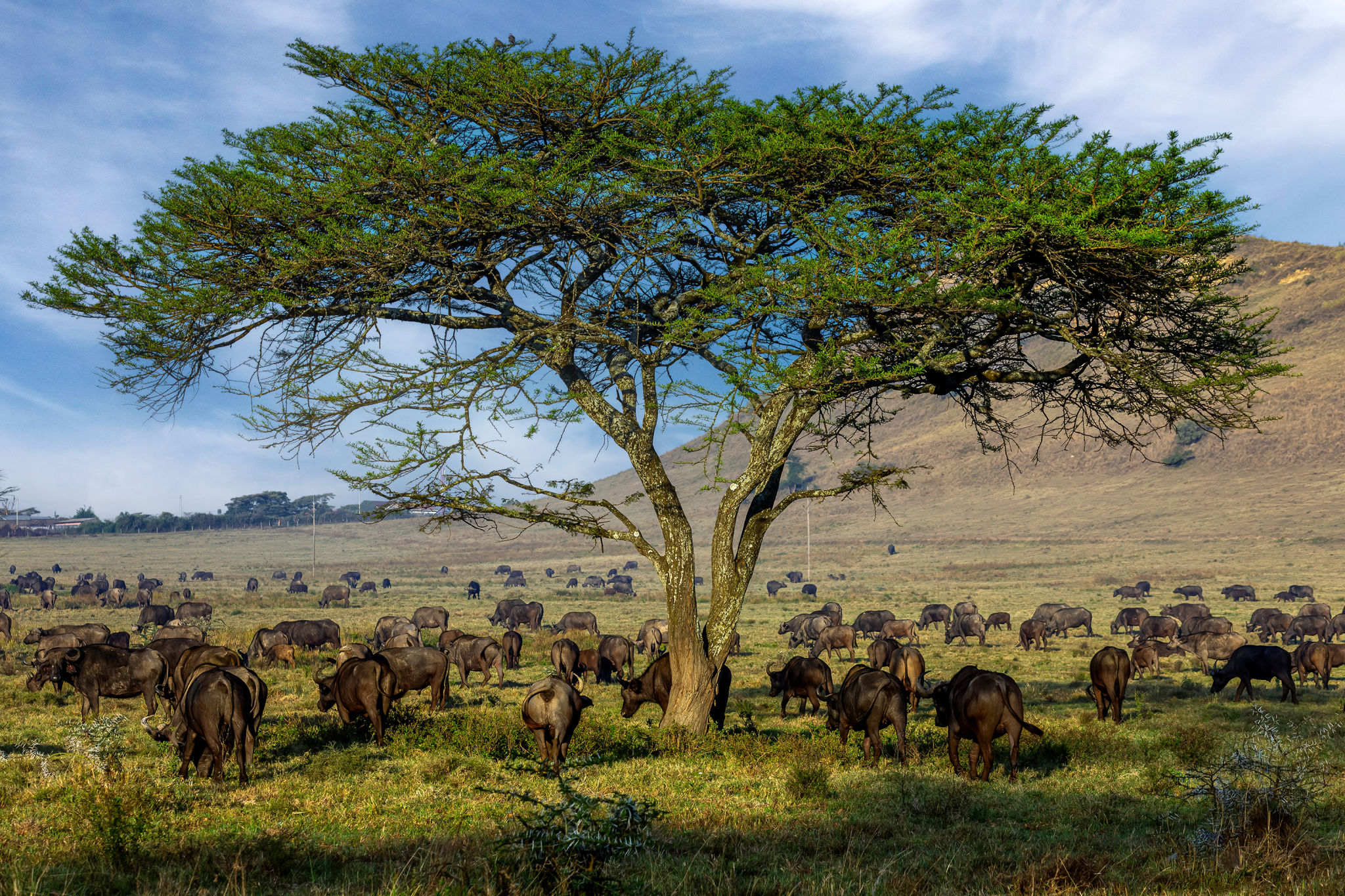 kenya wildlife