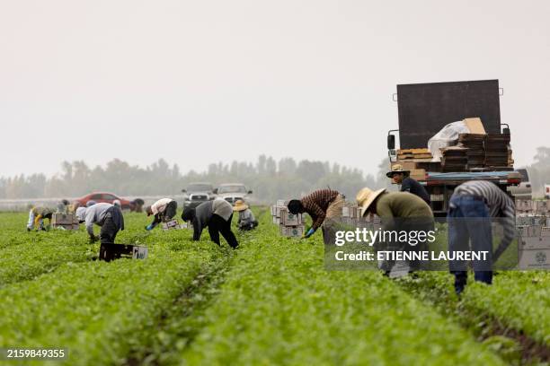 Farm workers pick cilantro in a field early in the morning mist as southern California is facing a heatwave, in Camarillo, on July 3 2024. The...