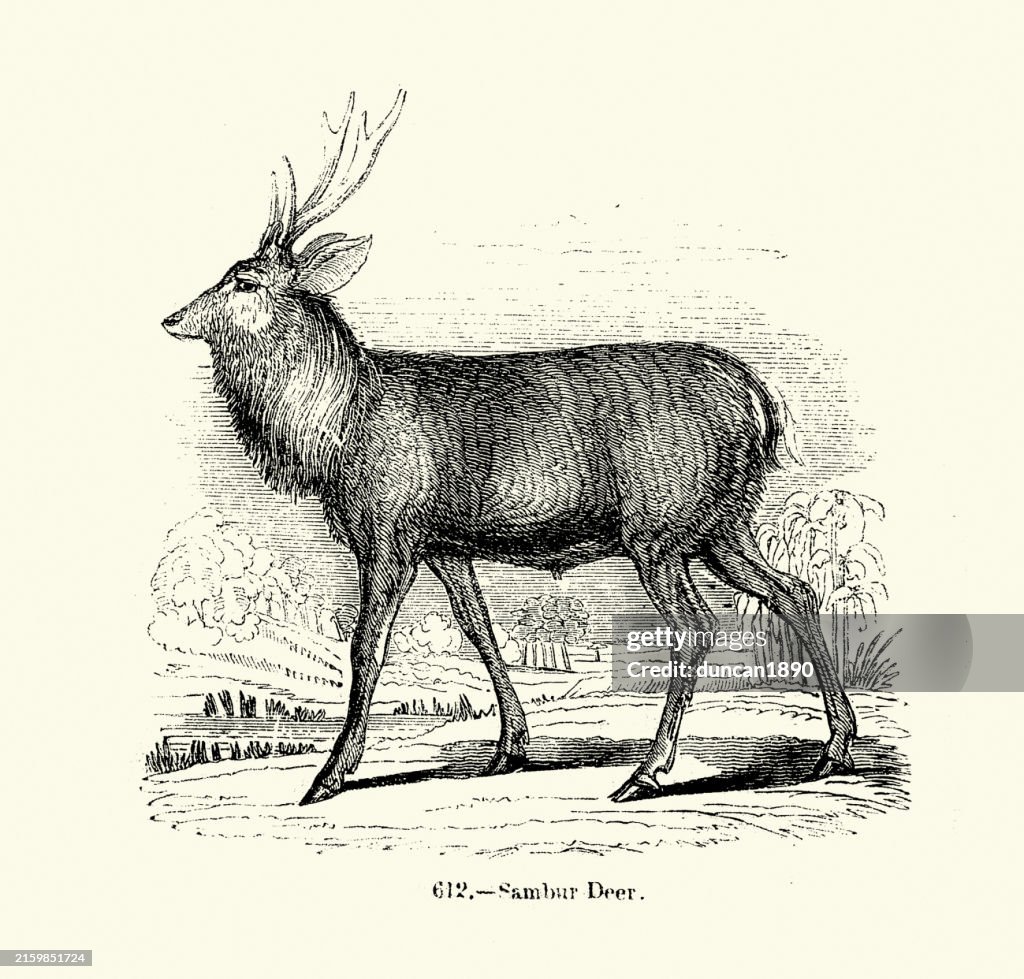 Vintage wildlife illustration, Sambar deer, Rusa unicolor, Stag, 19th Century Woodcut