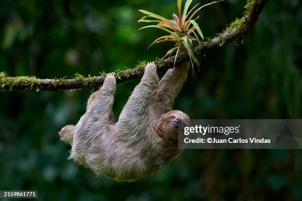 three-toed sloth - luiheid stockfoto's en -beelden