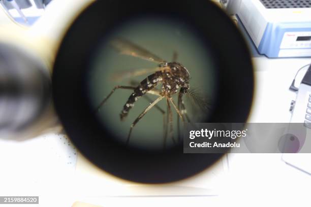 Mosquito transmitting dengue Aedes aegypti seen with a stereoscope in a laboratory at the University of El Salvador within the framework of the...
