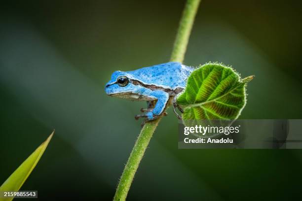 Very rare blue colored tree frog, which is normally known for its green color, holds onto a leaf in Karacabey district of Bursa, Turkiye on June 28,...