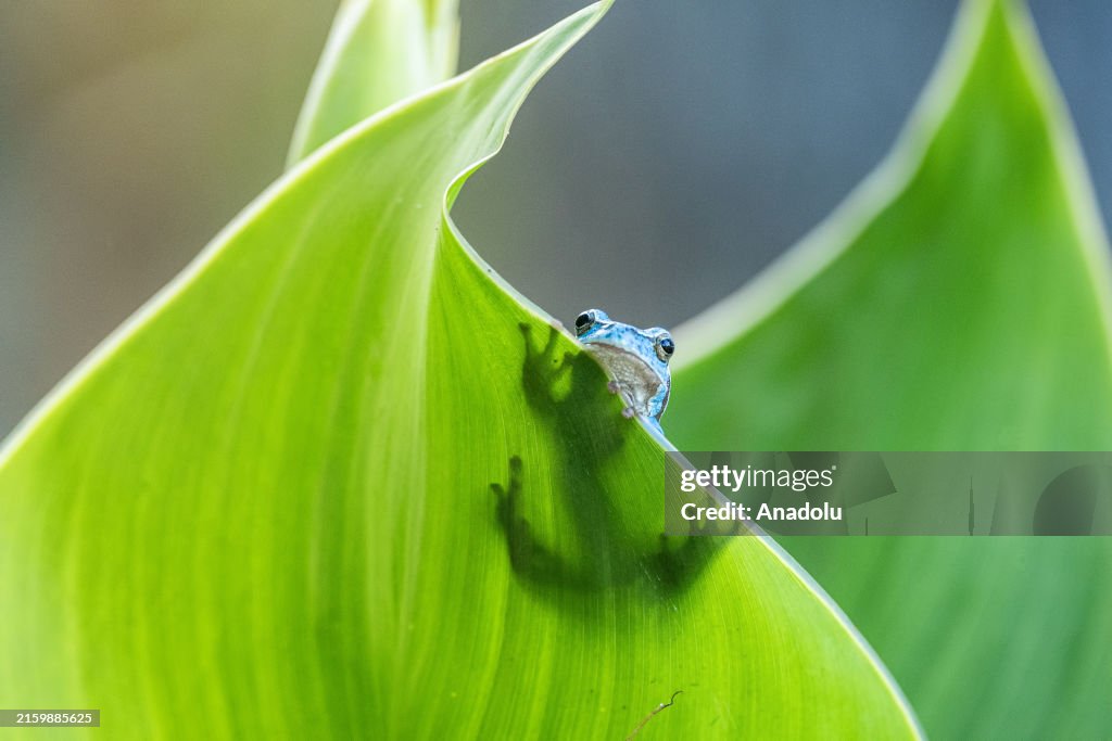Blue colored tree frog in Turkiye's Bursa