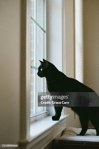 curious cat looks out window - ledge stock pictures, royalty-free photos & images