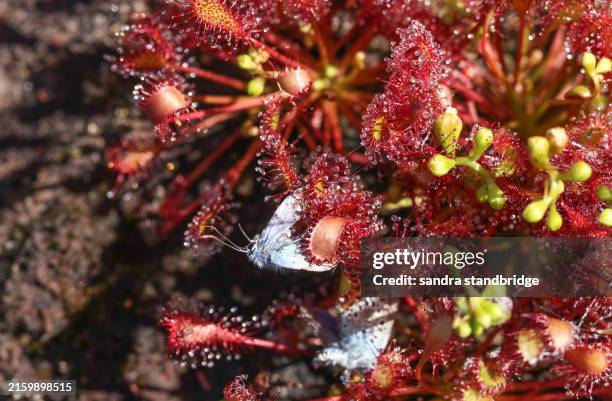 silver-studded blue butterflies, plebejus argus, and other insects are trapped in a round-leaved sundew plant, drosera rotundifolia, growing in a boggy area in heathland. - sundew stock pictures, royalty-free photos & images