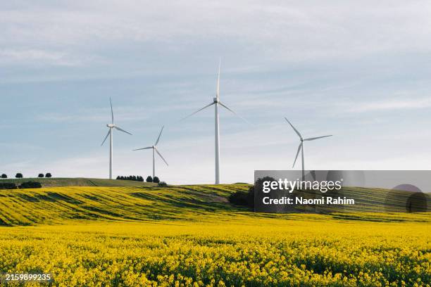 four wind turbines in a yellow canola flower field - victoria australia stock pictures, royalty-free photos & images