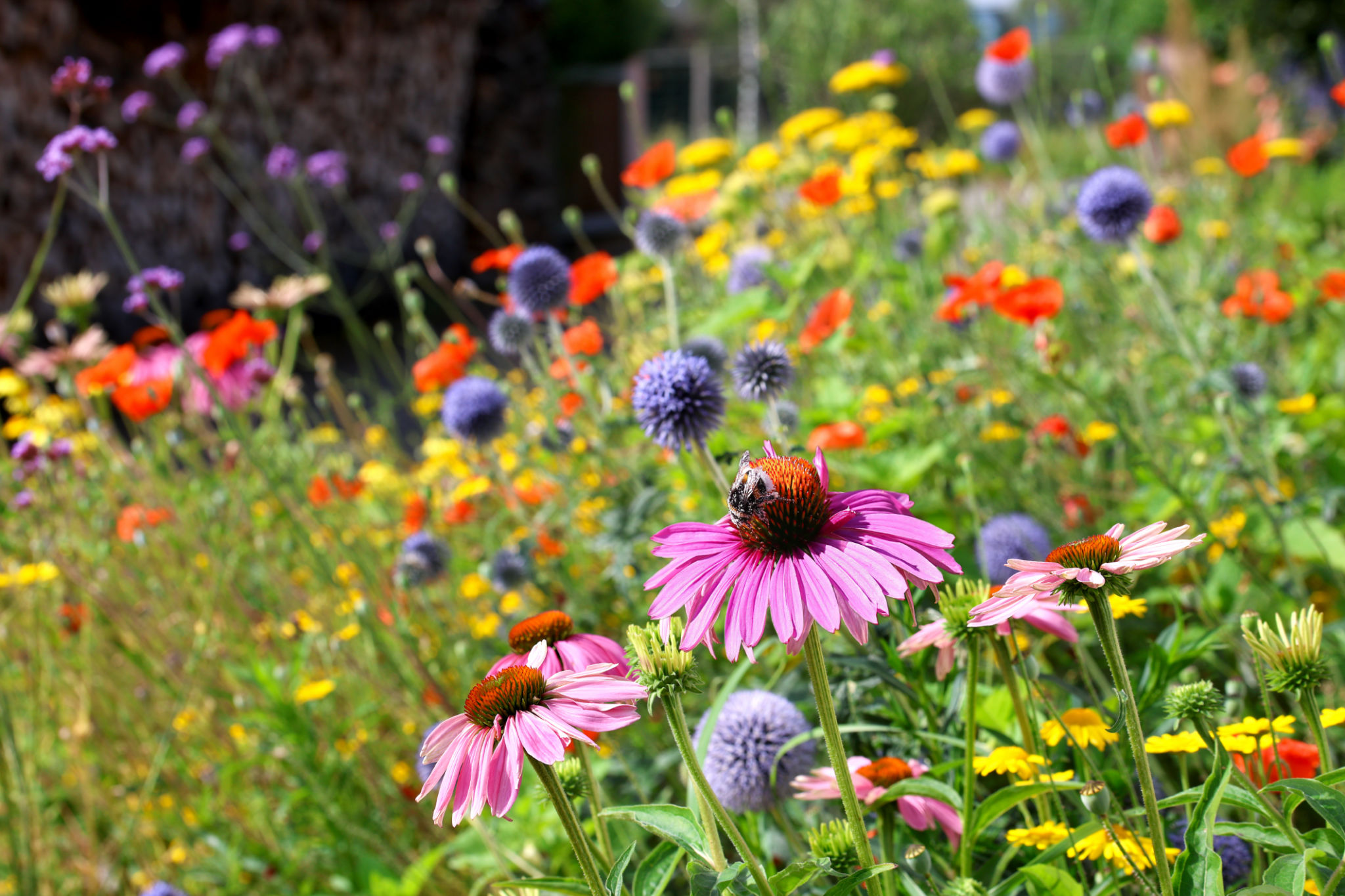 Colorful flowerbed with echinacea, poppy thistles and much more Colorful flowerbed with echinacea, poppy thistles and much more