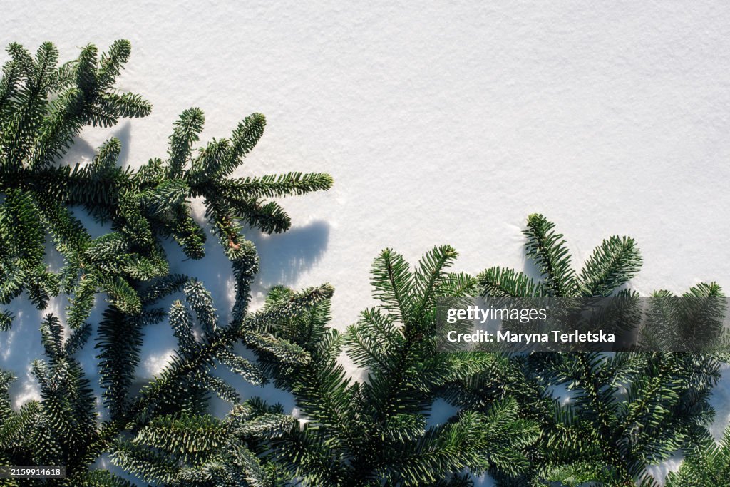 Christmas tree branches on the snow. New Year background. Christmas.