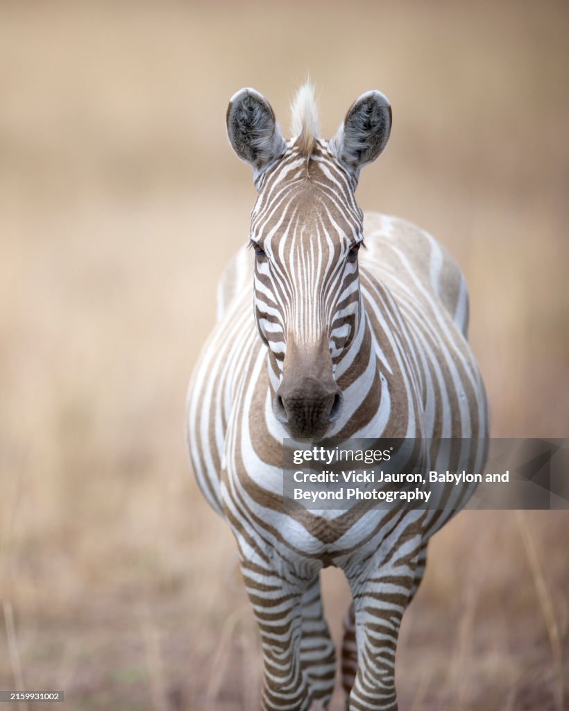 Unique Light Striped Zebra with Leucism in Maasai Mara