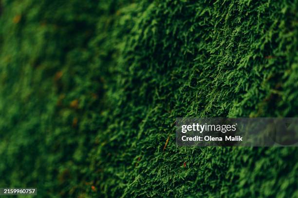 fresh moss in autumn forest - lichen plant bildbanksfoton och bilder