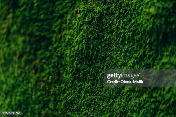 fresh moss in autumn forest - musgo imagens e fotografias de stock