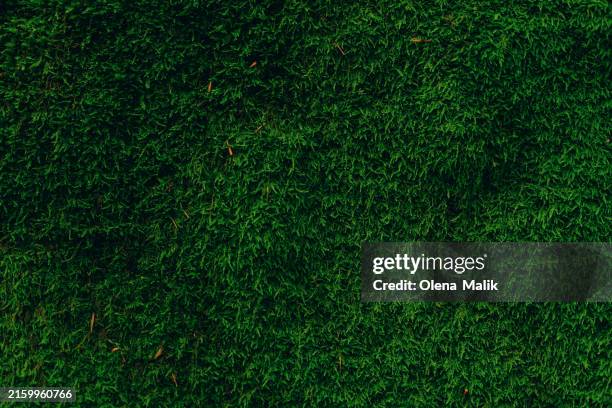 fresh moss in autumn forest - gras stock-fotos und bilder