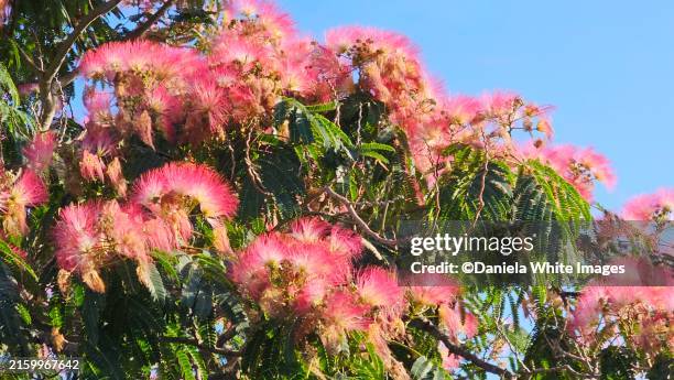 persian silk tree - albizia julibrissin - wattle flower stock pictures, royalty-free photos & images