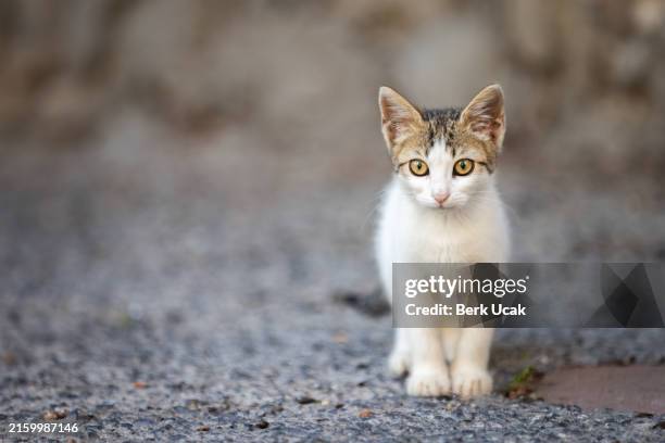 tabby-white stray kitten. - kattunge bildbanksfoton och bilder