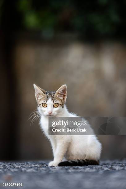 tabby-white stray kitten. - stray animal stock pictures, royalty-free photos & images